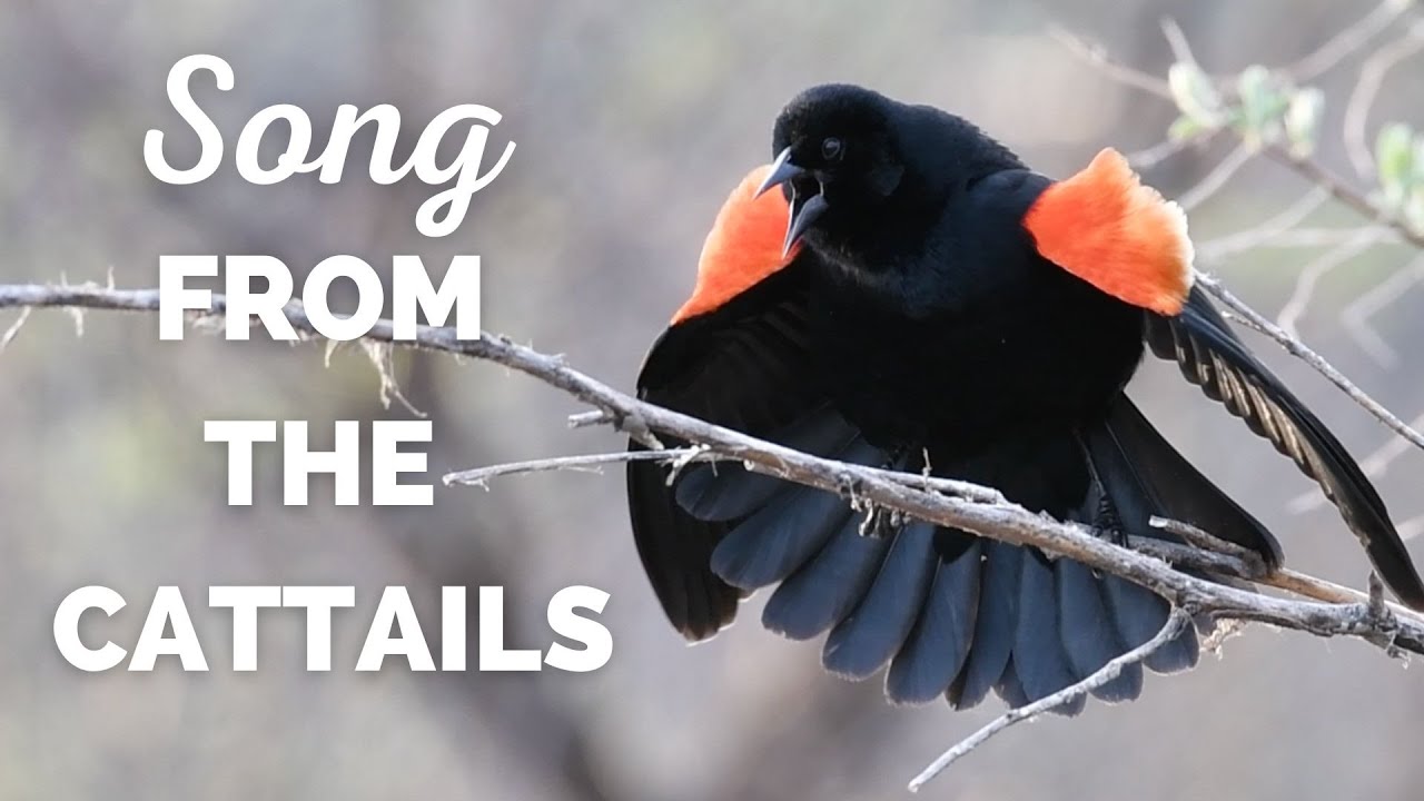 Redwinged Blackbird Song From The Cattails YouTube