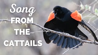 Red-winged Blackbird | Song From The Cattails