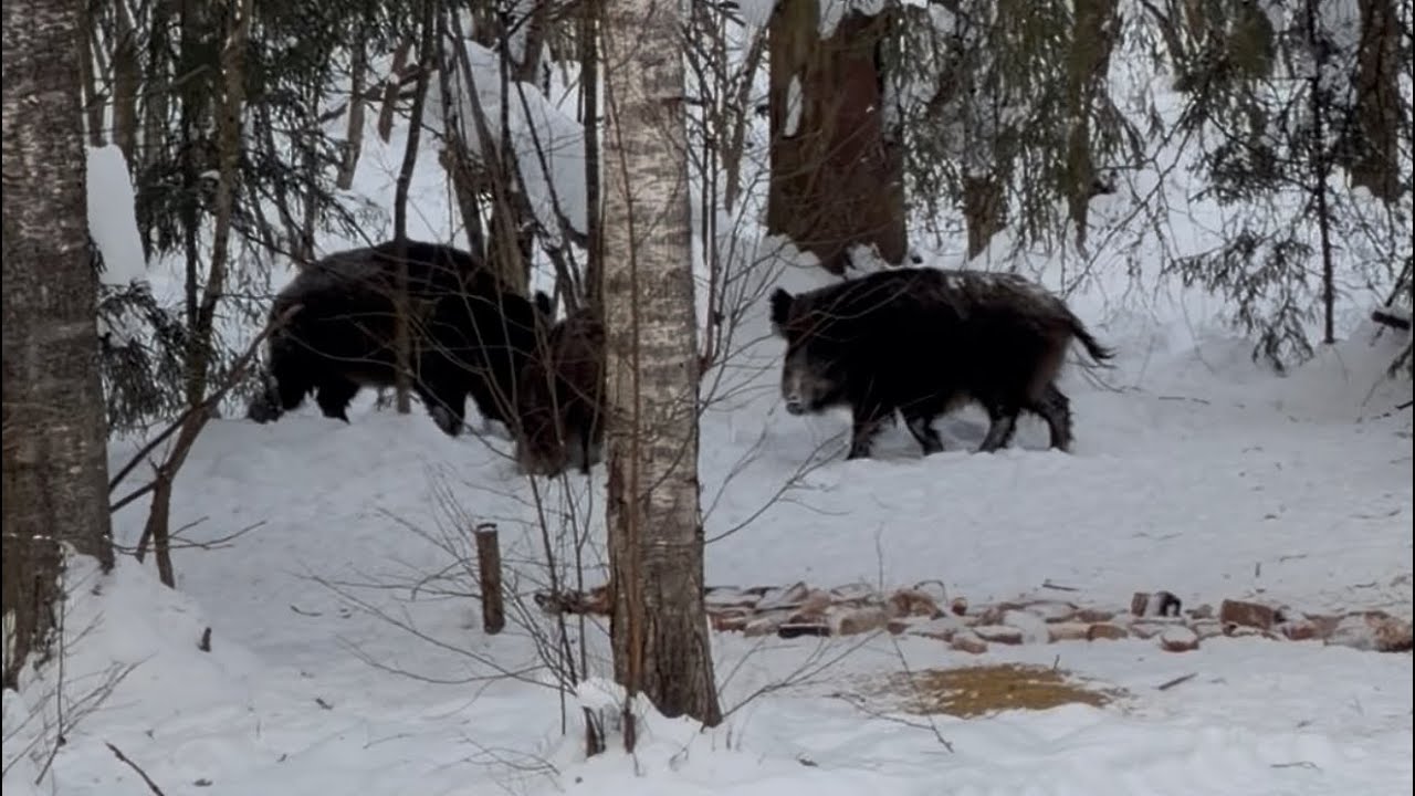 Охота на кабана с вышки. Nocpix Ace H50R