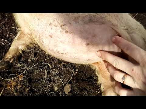 Мутации у свиней/Muscle Mutated Pigs