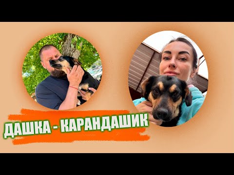 Даша - карандашик 💖 #даша  #помощьбездомнымживотным #непокупайприюти #собакасисторией