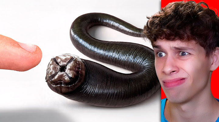 Conseguí una SANGUIJUELA de MASCOTA