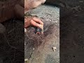 bow drill the traditional art of starting a fire #primitivefire #traditionalfire #survivalfire