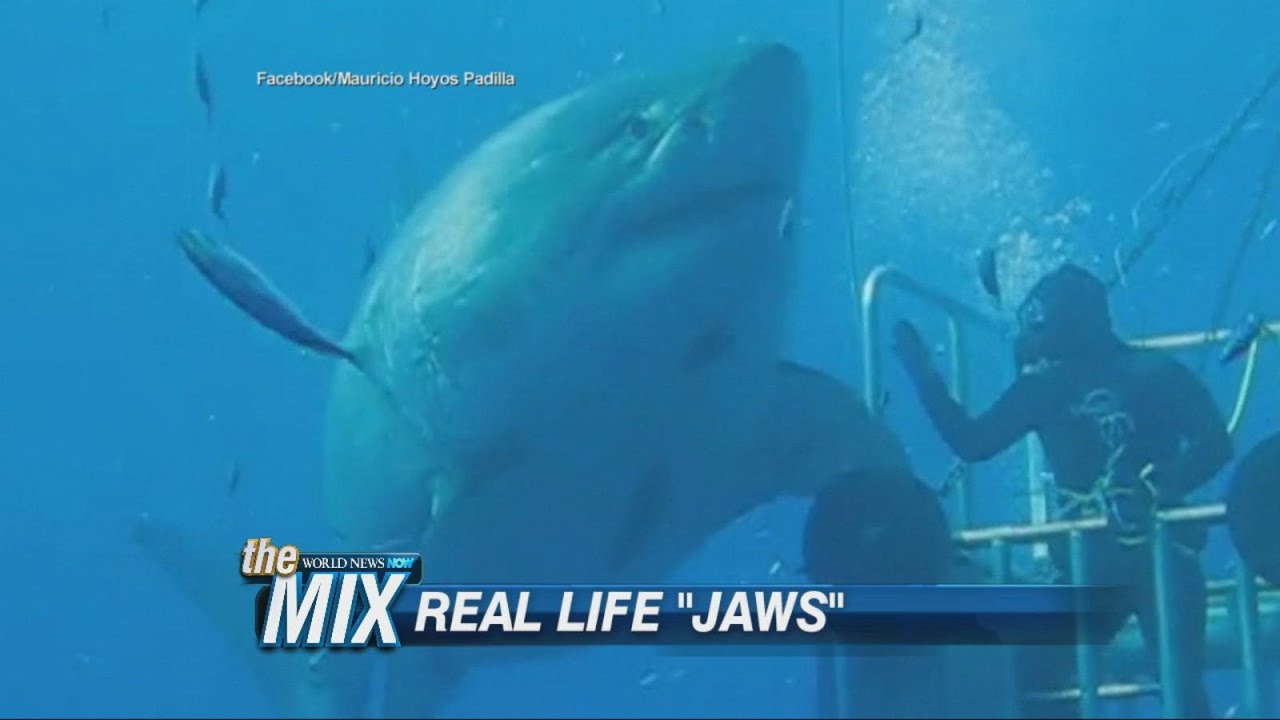 Real Life "Jaws" | ABC News - YouTube