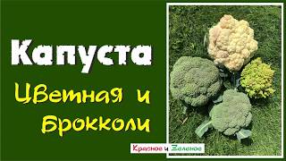 Почему не растут головки цветной капусты и брокколи? Все причины.