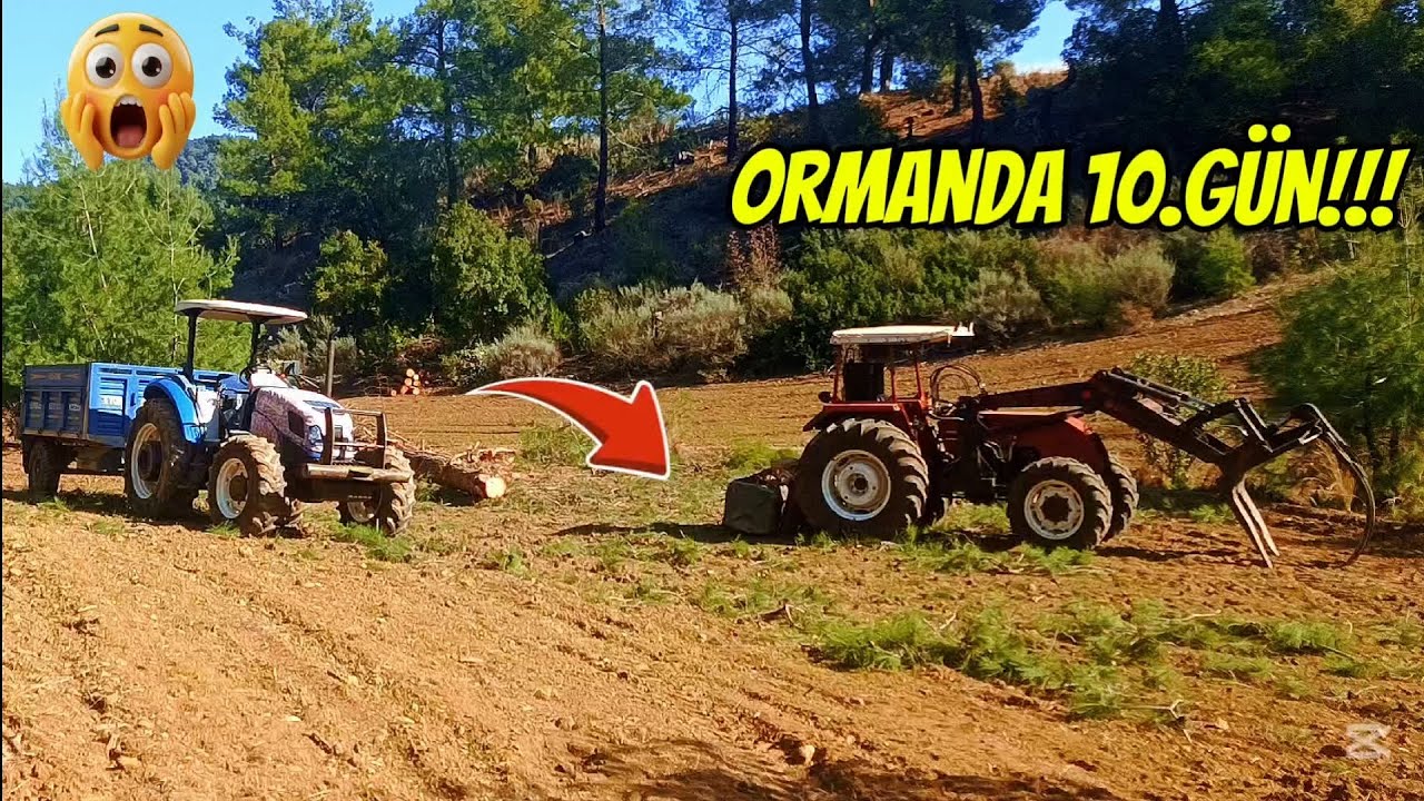 KÖYDE KESİM İŞLERİ!! köy videosu orman işleri 