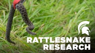 Rattlesnake Research | Michigan State University