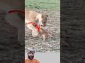 حين تتكلم الرحمة يصمت الافتراس اكسبلور  دويتو  تصميمي  ترند 