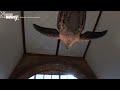 Zimbabwe Wants Britain To Return Skulls - Newsy