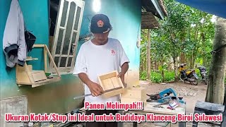 PANEN MELIMPAH !!! Kotak/Stup ini Ideal untuk Budidaya Klanceng Biroi Sulawesi