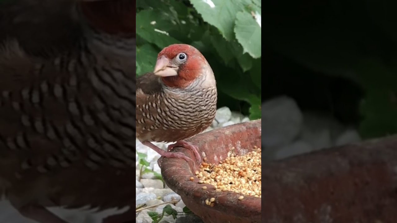 My finch community aviary birds 
