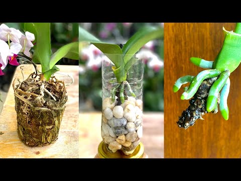 #1 Cách Phục Hồi Nhanh Và Dễ Nhất Khi Tất Cả Rễ Phong Lan Thối Mới Nhất 1 #1 Cách Phục Hồi Nhanh Và Dễ Nhất Khi Tất Cả Rễ Phong Lan Thối Mới Nhất