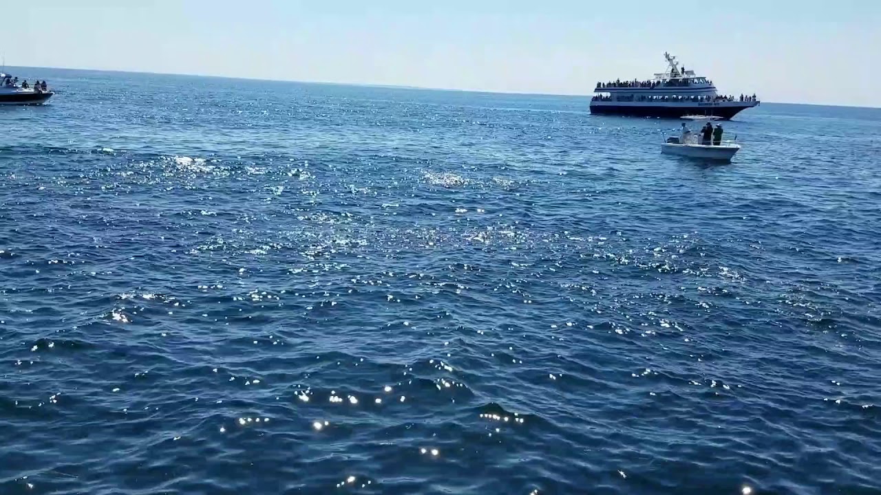 camera iphone 8 plus apk Whale jumps for lunch