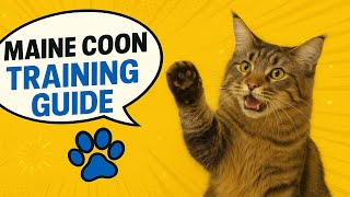 Famous Maine Coon Cat Training Guide 🐾 Tricks, Water Play & Obedience Tips Net Worth