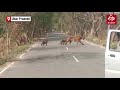 Watch tigress crosses road with her two cubs in pilibhit tiger reserve  etv bharat