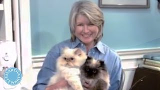 Why Cats Make A Happy Home  Martha Stewart
