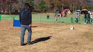 2017年11月11日 JKC山中湖競技会CD2