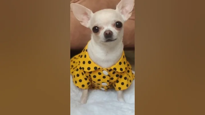 Subscribe and Comment for more💋CONFESS YOUR LOVE VIRAL TIKTOK TREND ❤️  ​⁠#shorts #funny #tiktok