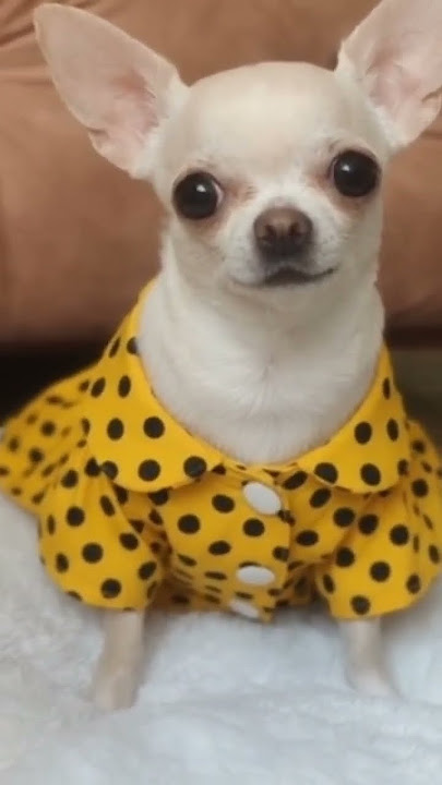 Subscribe and Comment for more💋CONFESS YOUR LOVE VIRAL TIKTOK TREND ❤️  ​⁠#shorts #funny #tiktok