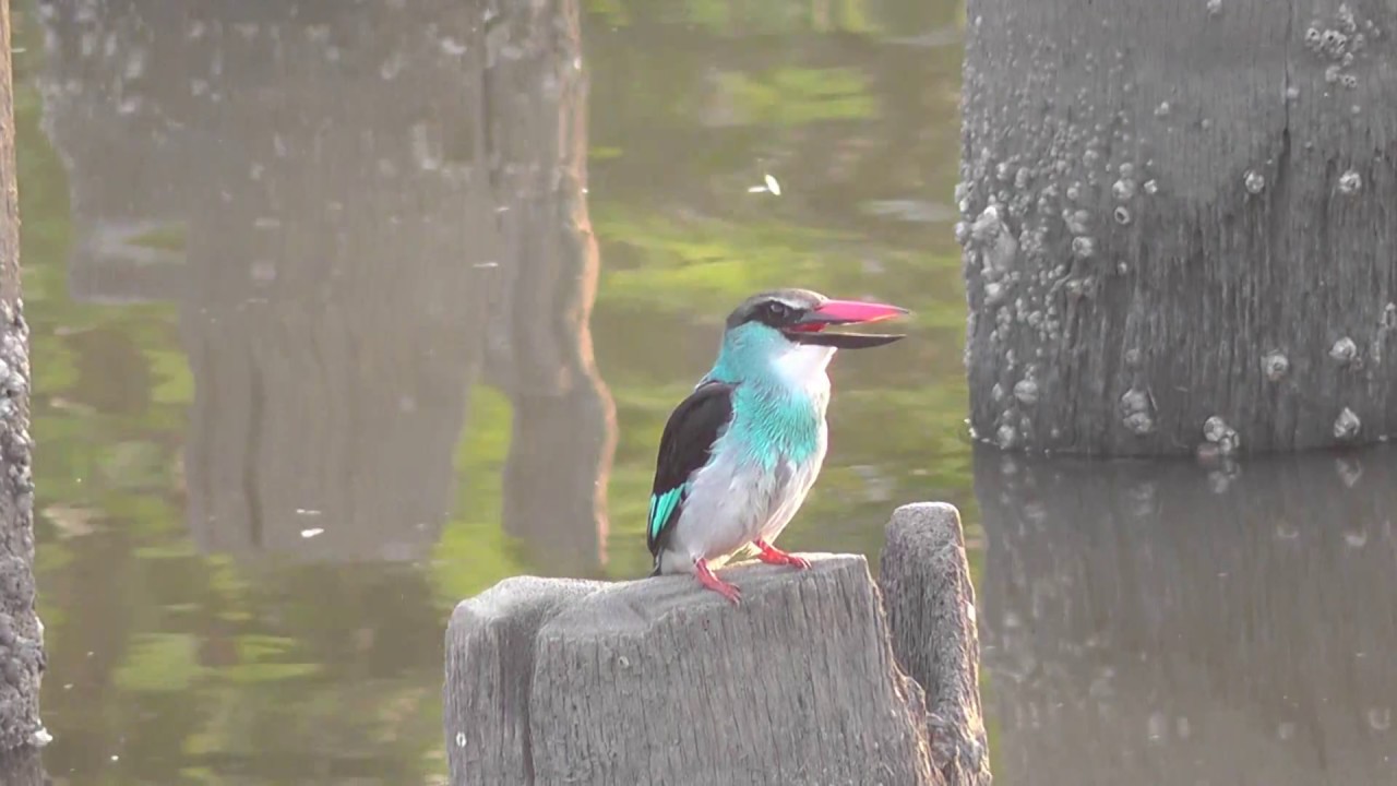 Blue breasted Kingfisher 