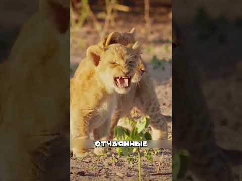 Львица ПОЖЕРТВОВАЛА собой ради МАЛЫШЕЙ 🦁💔💥