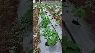 Cabe dengan Gulma VS Cabe bersih dari Gulma