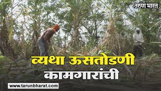 प्रपंचाची कावड...अन् शिक्षणाची परवड | Tarun Bharat News screenshot 5