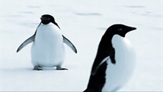 Music by CUSCO ♪ Penguin Dance ♪ ペンギンダンス chords