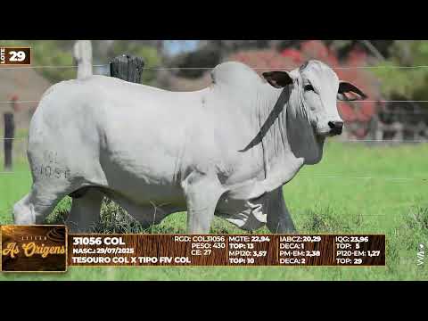 LOTE 29   31056 COL