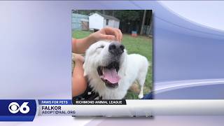Paws for Pets: Falkor, loves people & thrives on routines