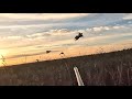 South Dakota Pheasant Hunting 11 01 2025