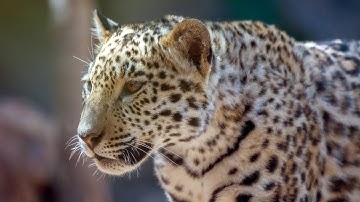 Jaguar Sound Effect | What a Jaguar Sounds Like