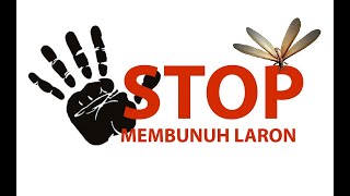FAKTA LARON (RAYAP TERBANG)