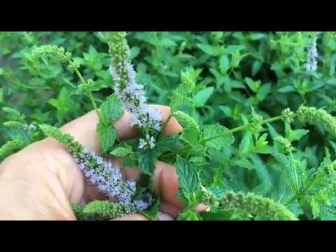 Video: Pflege der Ackerminze - Tipps zum Pflanzen von Wilder Minze im Garten