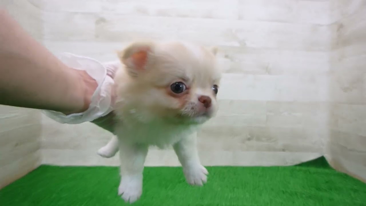 Coo&RIKU No.00748129 チワワ（ロングコート） - YouTube