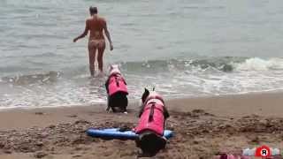 Собаки-спасатели на пляже. Судак. Июнь 2014(В постоянную летнюю рубрику: 