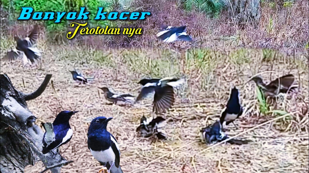 SERUNYA MIKAT BURUNG KACER DI MUSIM ANAKAN//MIKAT BURUNG KACER TERBARU⁉️