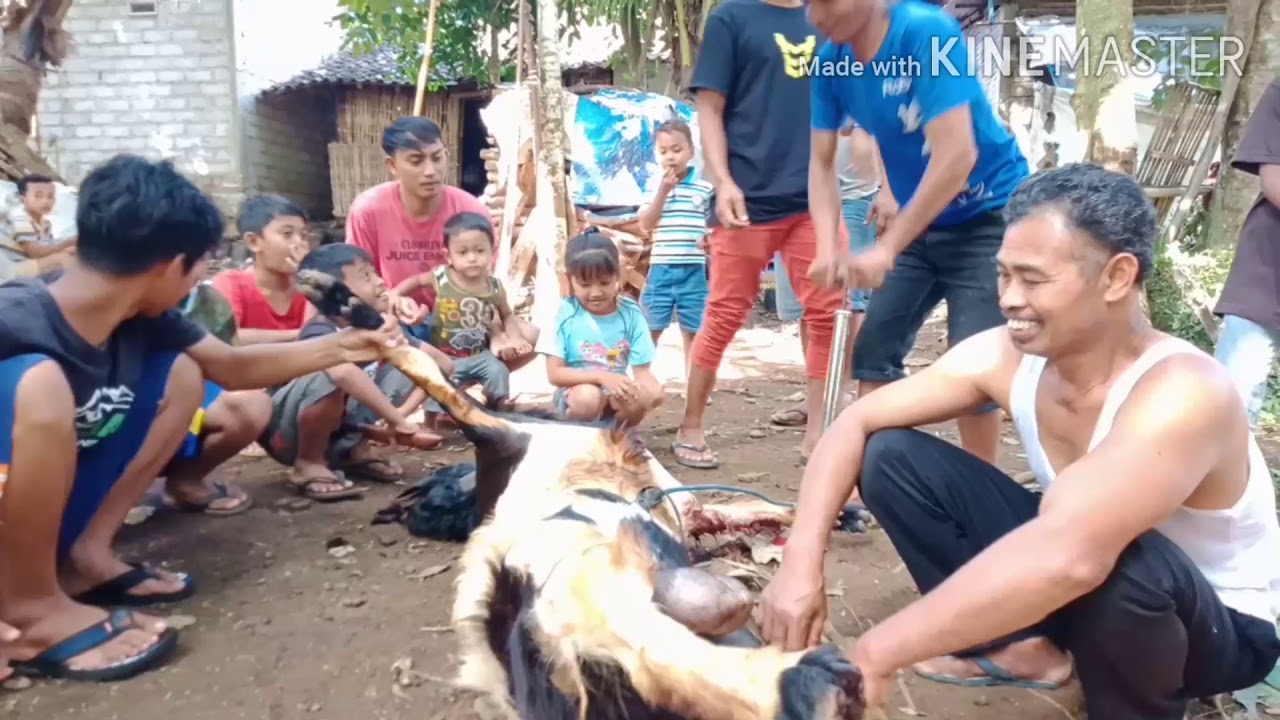 Cara menyembelih kambing agar tidak bau 