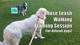 Loose Leash Walking For The 'Stubborn' Dog by All Dogs Are Smart 1,250 views 4 years ago 7 minutes, 44 seconds