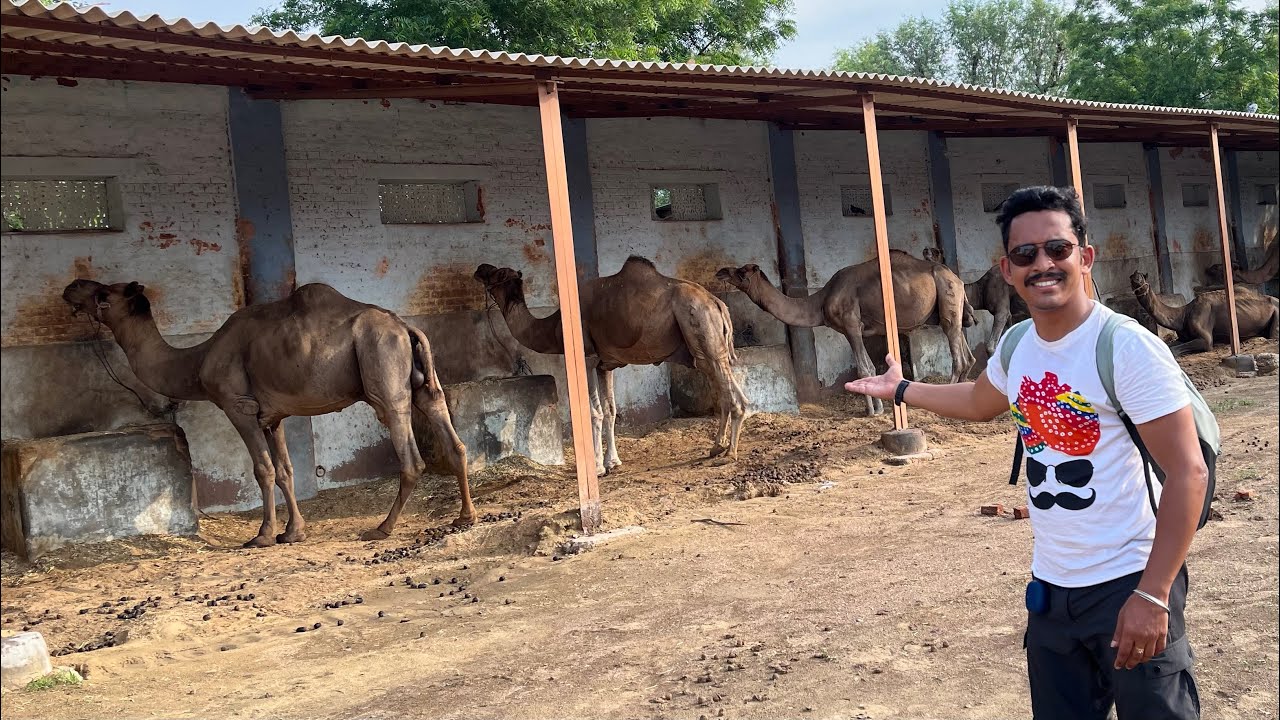 Asia's LARGEST camel breeding farms in Bikaner | বিকানের রাজাস্থান | Bikaner Tourist Places