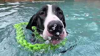 Water Loving Great Dane Loves To Dive \& Fetch Her Rope Toy