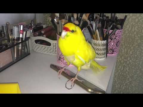 🐤Попугай какарик красавчик