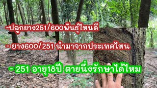 Where Do Rubber Tree Varieties 600 and 251 Come From How to Treat Dry Bark in 251 and Which One ...
