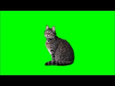 Green screen cat free (HD) stock footage