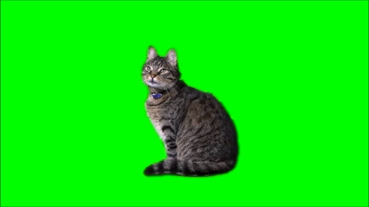 Green screen cat free (HD) stock footage - YouTube