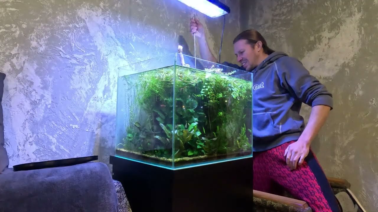 Джунглі в акваріумі 🌿 Чищу скло новим скребком, прополюю рослини і роблю підміну води.