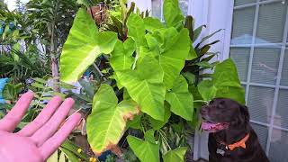 Xanthosoma Lime Zinger Elephant Ear Care
About my garden
I live on the edge of USDA zone 6b/7a
We have hot and humid summers and cold winters with occassional snow and ice storms.
Everything that appears tropical and is in a container goes indoors or to a greenhouse for the winter. The plants in the ground stay in the ground all year.
The massive palms are faux planted in their containers to keep from blowing over, they all go to a greenhouse during the winter.
Links to products shown in videos and some that I just like.
These are associate links, so I do make a small commission off of products purchased.
J R Peters Inc (52064) Jacks Classic No.4 20-20-20 All Purpose Fertilizer
https://amzn.to/3500HCF
J R Peters Inc 52624 Jacks Classic No.1.5 20-6-22 Petunia Feed
https://amzn.to/3hXpuuB
Some of my Filming Equipment
Sony A7sii Camera
https://amzn.to/2Dq9dzk
Lens Ziess 16-35 f2.8
https://amzn.to/3bo94Jg
Lens Zeiss 24-70mm
https://amzn.to/2QPTzAs
Smartphone Holder For Tripod
https://amzn.to/31Ucv7r
⬇️⭐⭐⭐⬇️Social Media⬇️⭐⭐⭐⬇️
🍃Stay up to date with daily life and activities through messaging and pictures and dont forget to subscribe and hit the notification bell!
INSTAGRAM- @tropicalplantparty Xanthosoma Lime Zinger Elephant Ear Care