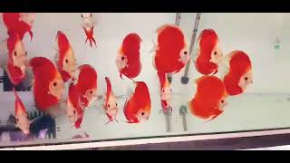 High body fuji red discus fishes