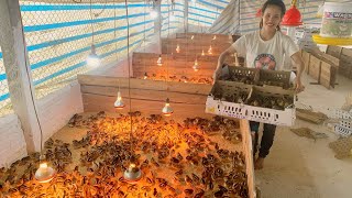 видео: Купить цыплят для выращивания, как ухаживать за только что вылупившимися цыплятами, разбогатеть дома картинка: Купить цыплят для выращивания, как ухаживать за только что вылупившимися цыплятами, разбогатеть дома