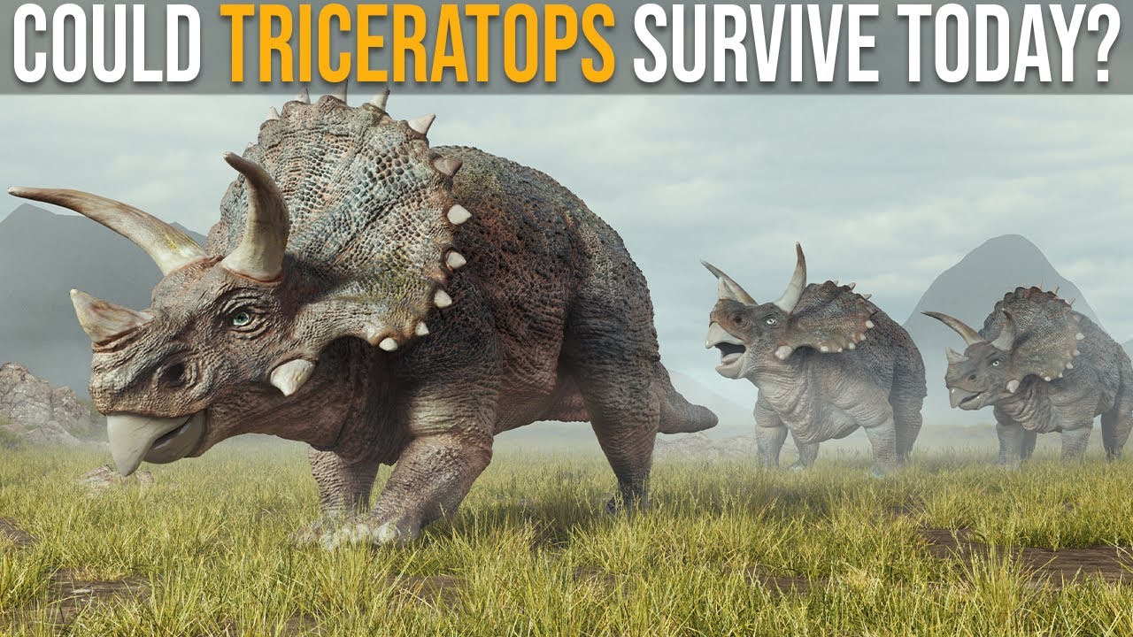 Could Triceratops Survive Nowadays? - YouTube